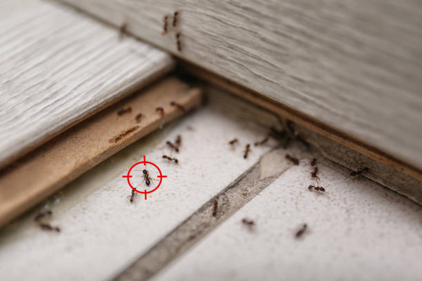 Best Residential Pest Control  in Fritch, TX